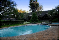 Beschreibung: C:\Users\Davies\Pictures\protea zambia 2.jpg